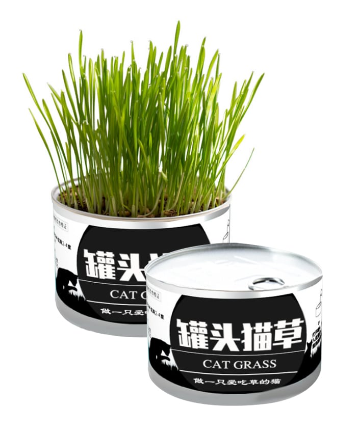 Natural Cat Grass DIY Planting Kit